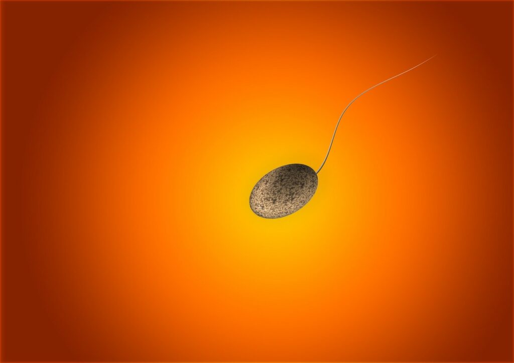 calo spermatozoi